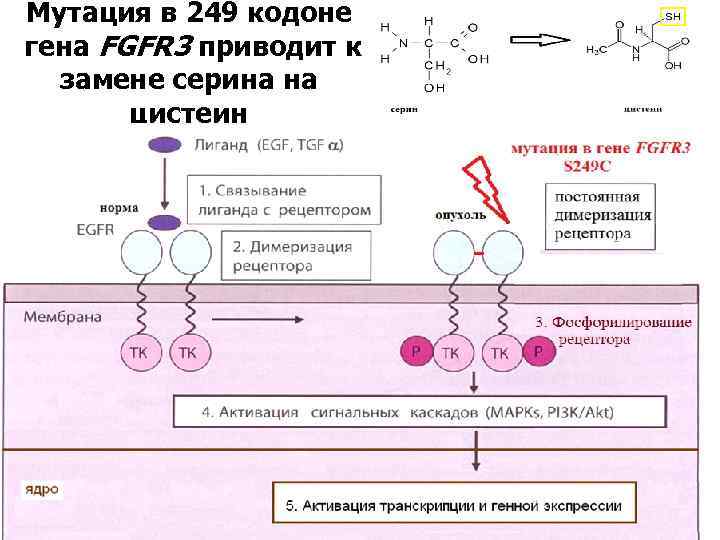 Мутация в 249 кодоне гена FGFR 3 приводит к замене серина на цистеин 