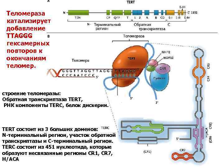 Теломераза катализирует добавление TTAGGG гексамерных повторов к окончаниям теломер. строение теломеразы: Обратная транскриптаза TERT,
