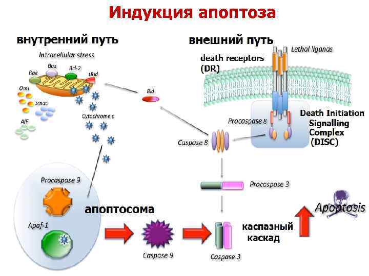 Индукция апоптоза 