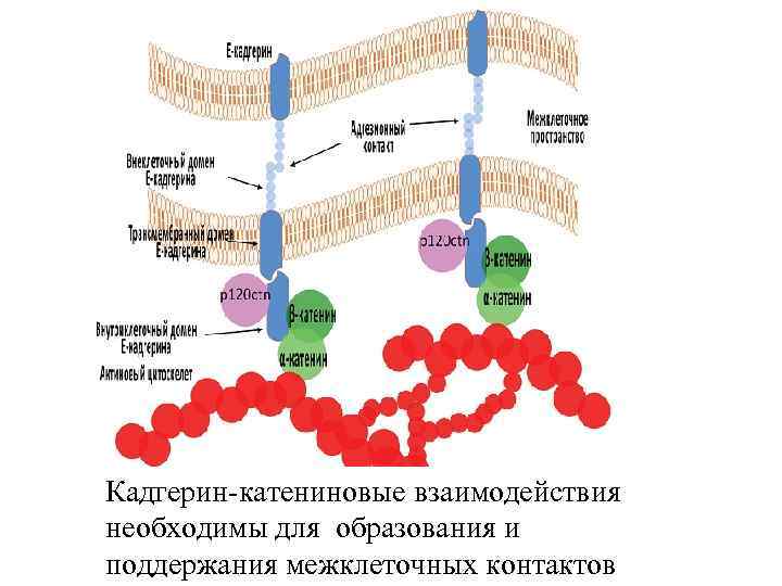 Кадгерин-катениновые взаимодействия необходимы для образования и поддержания межклеточных контактов 