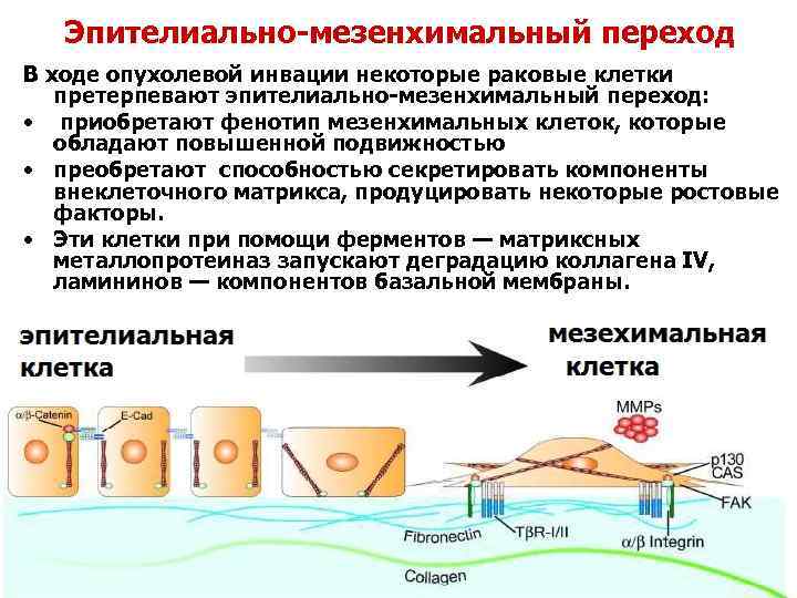 Эпителиально-мезенхимальный переход В ходе опухолевой инвации некоторые раковые клетки претерпевают эпителиально-мезенхимальный переход: • приобретают