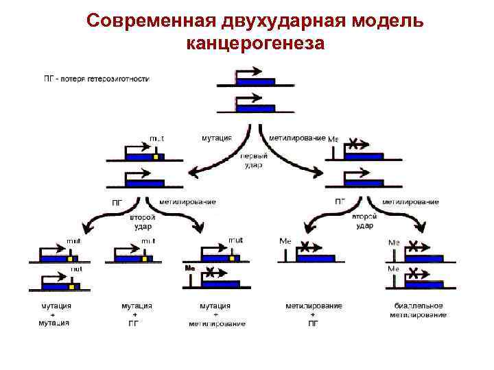 Современная двухударная модель канцерогенеза 