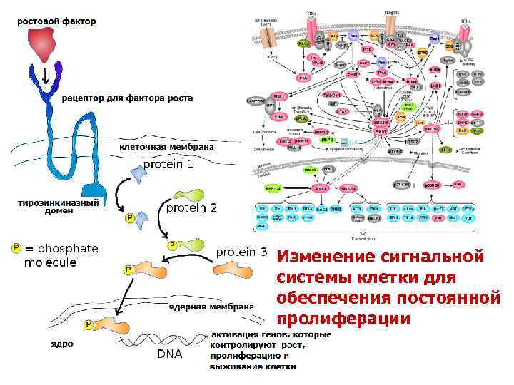 Изменение сигнальной системы клетки для обеспечения постоянной пролиферации 