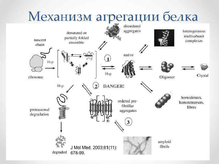 Механизм агрегации белка 