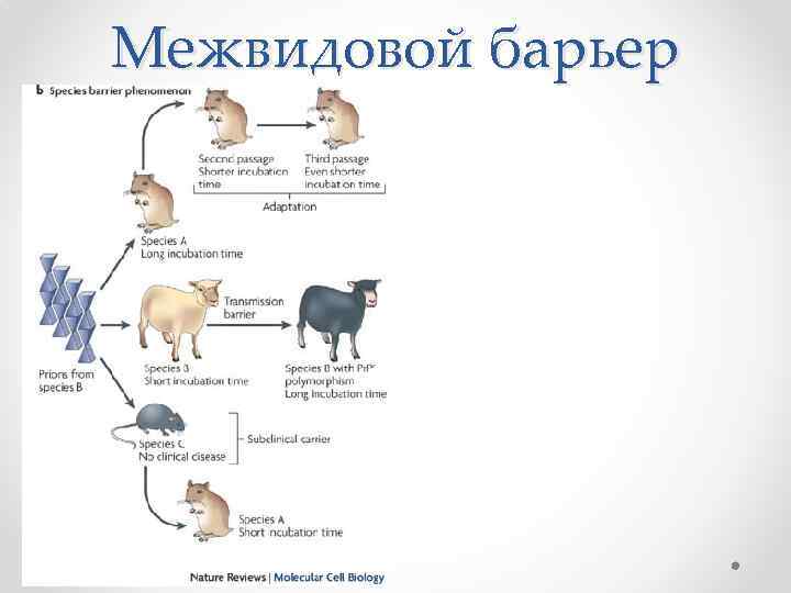 Межвидовой барьер 