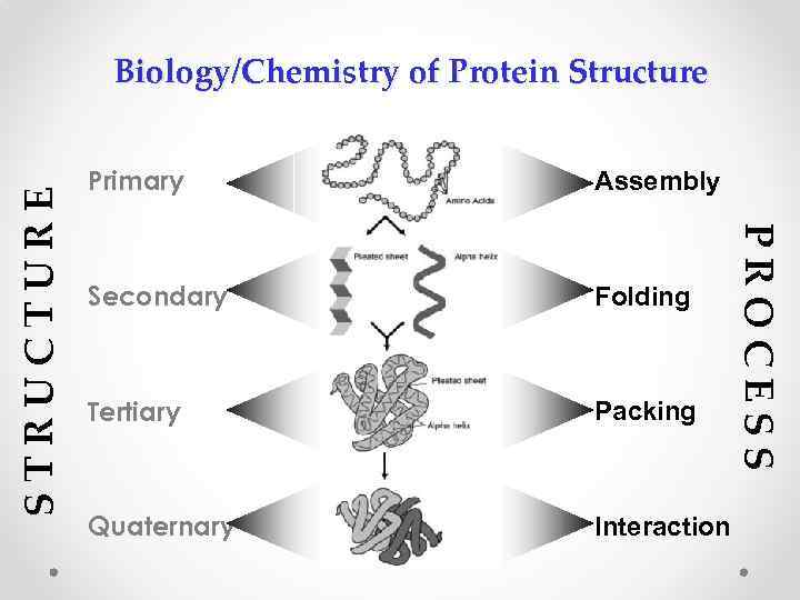 Primary Assembly Secondary Folding Tertiary Packing Quaternary Interaction PROCESS STRUCTURE Biology/Chemistry of Protein Structure