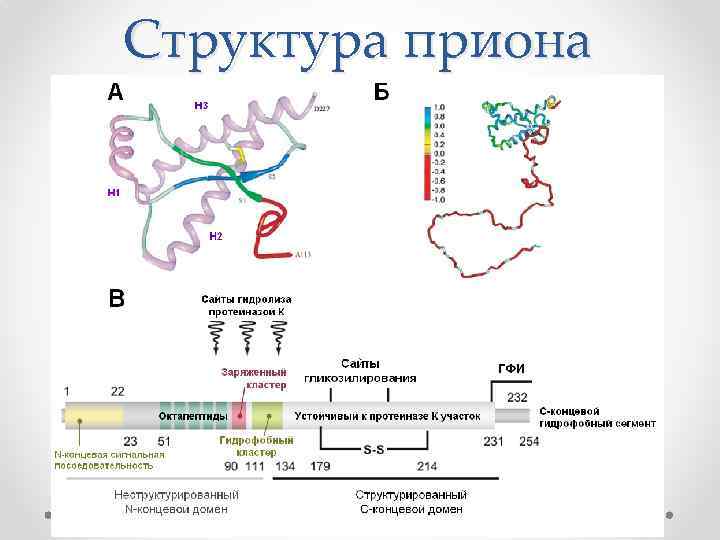 Структура приона 