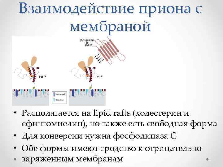 Взаимодействие приона с мембраной • Располагается на lipid rafts (холестерин и сфингомиелин), но также