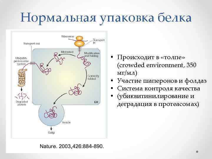 Нормальная упаковка белка • Происходит в «толпе» (crowded environment, 350 мг/мл) • Участие шаперонов