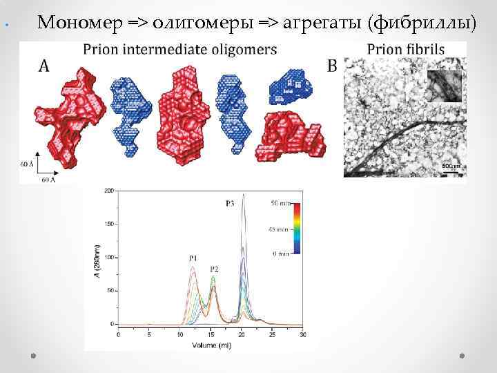  • Мономер => олигомеры => агрегаты (фибриллы) 