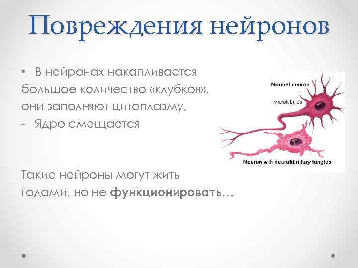 Повреждения нейронов • В нейронах накапливается большое количество «клубков» , они заполняют цитоплазму, -