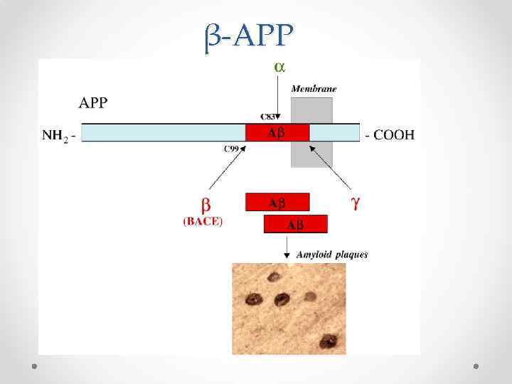 β-APP 