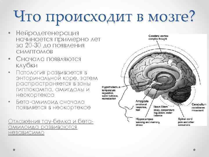 Что происходит в мозге? • Нейродегенерация начинается примерно лет за 20 -30 до появления