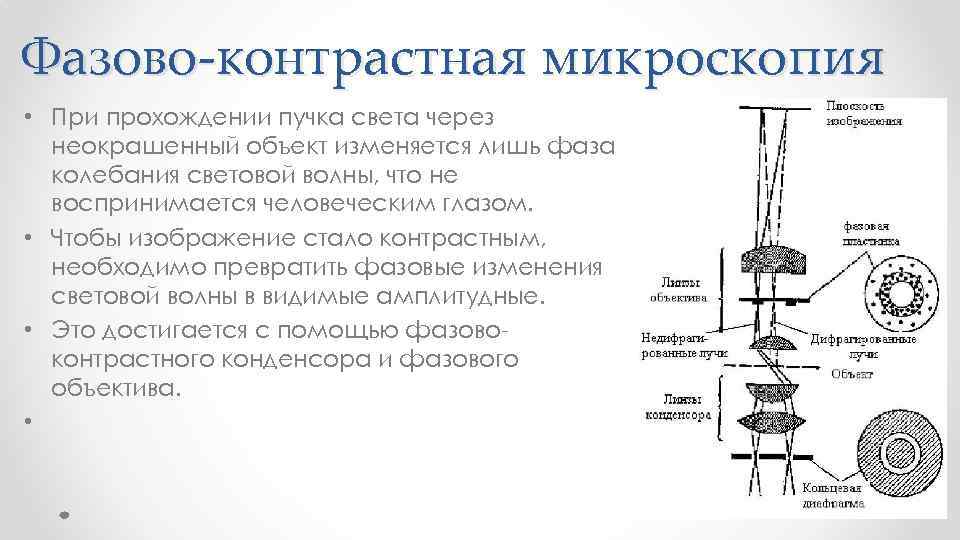 Фазово-контрастная микроскопия • При прохождении пучка света через неокрашенный объект изменяется лишь фаза колебания