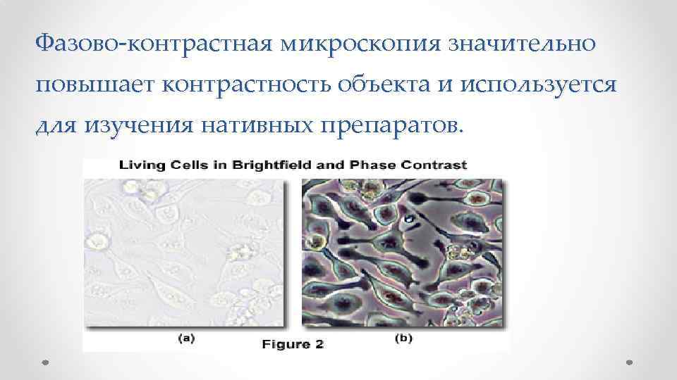 Фазово-контрастная микроскопия значительно повышает контрастность объекта и используется для изучения нативных препаратов. 