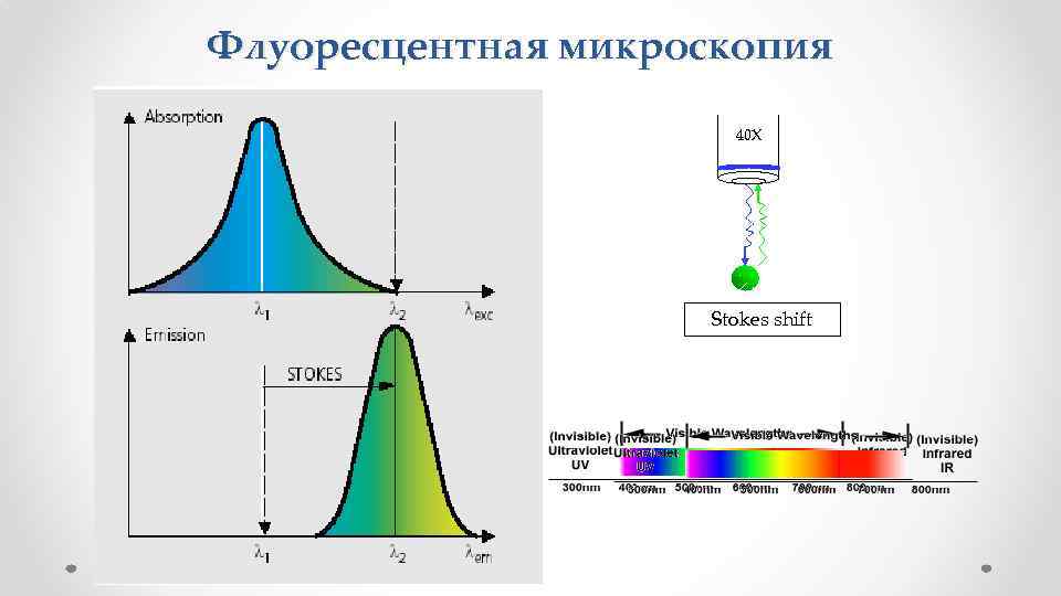 Флуоресцентная микроскопия 40 X Stokes shift 
