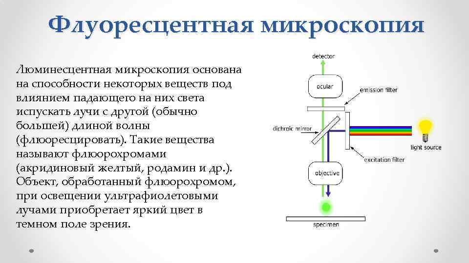 Метод люминесцентной микроскопии