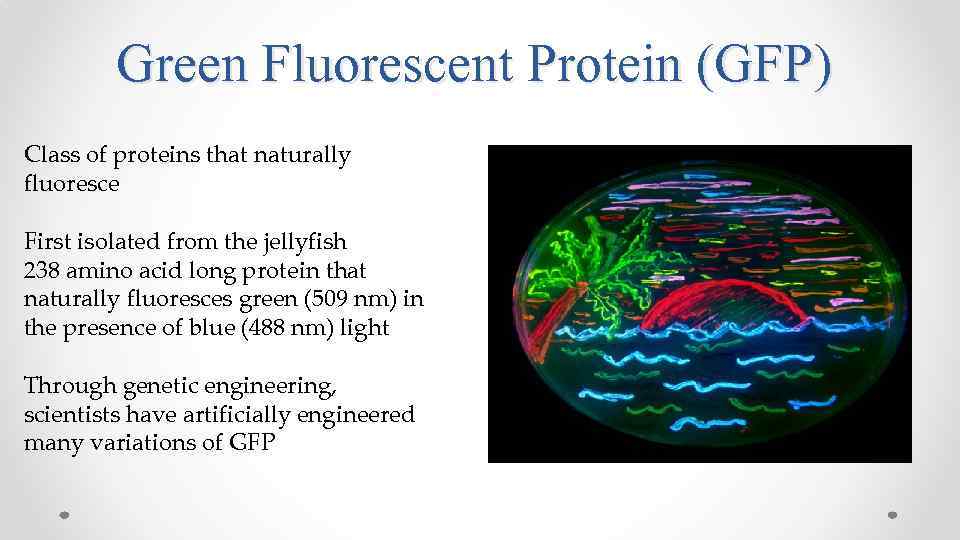 Green Fluorescent Protein (GFP) Class of proteins that naturally fluoresce First isolated from the