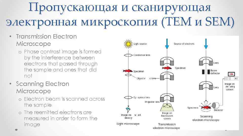 Пропускающая и сканирующая электронная микроскопия (TEM и SEM) • Transmission Electron Microscope o Phase