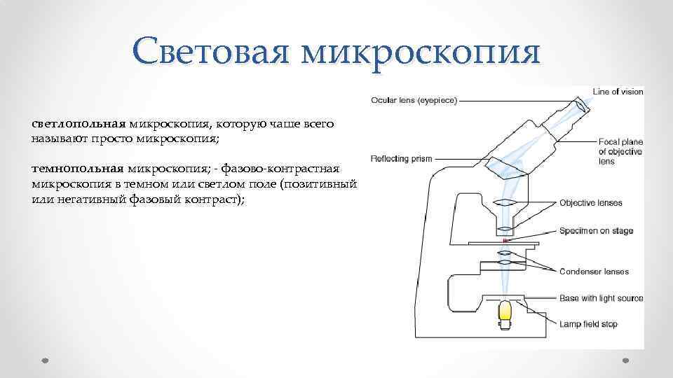 Световая микроскопия картинки