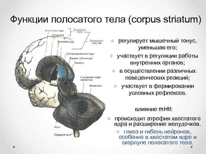 Функции полосатого тела (corpus striatum) регулирует мышечный тонус, уменьшая его; участвует в регуляции работы