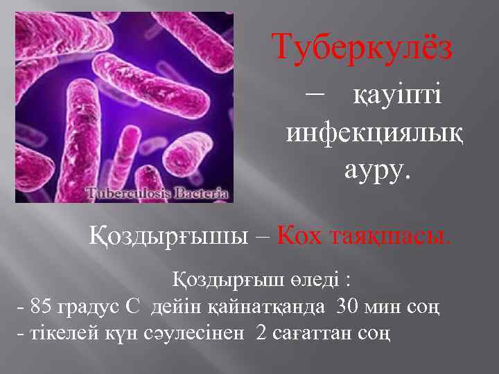 Туберкулёз – қауіпті инфекциялық ауру. Қоздырғышы – Кох таяқшасы. Қоздырғыш өледі : - 85