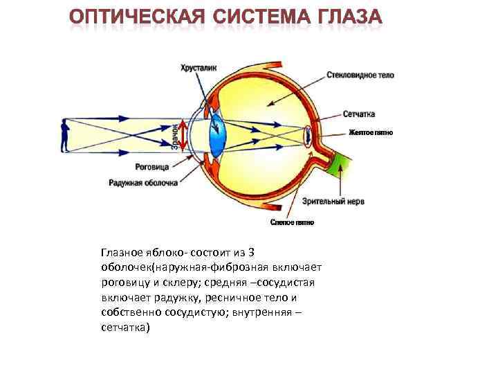 Оптическая система глаза Глазное яблоко- состоит из 3 оболочек(наружная-фиброзная включает роговицу и склеру; средняя