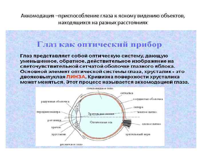 Аккомодация –приспособление глаза к ясному видению объектов, находящихся на разных расстояниях 