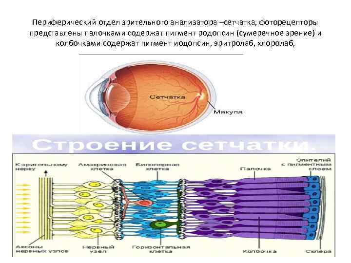 Периферический отдел зрительного анализатора –сетчатка, фоторецепторы представлены палочками содержат пигмент родопсин (сумеречное зрение) и