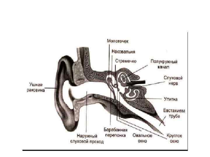 Улитка и слуховой нерв. Нерв слухового анализатора. Слуховой нерв рисунок. Особенности строения слухового нерва кратко. Слуховой нерв картинка.