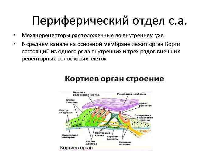 Периферический отдел с. а. • Механорецепторы расположенные во внутреннем ухе • В среднем канале