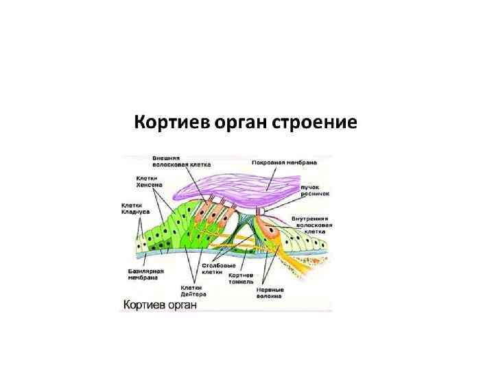 Кортиев орган презентация