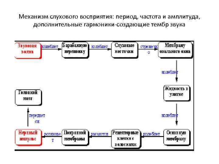 Механизм слухового восприятия: период, частота и амплитуда, дополнительные гармоники-создающие тембр звука 