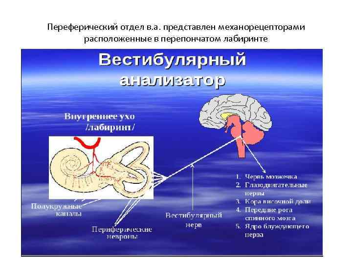 Переферический отдел в. а. представлен механорецепторами расположенные в перепончатом лабиринте 