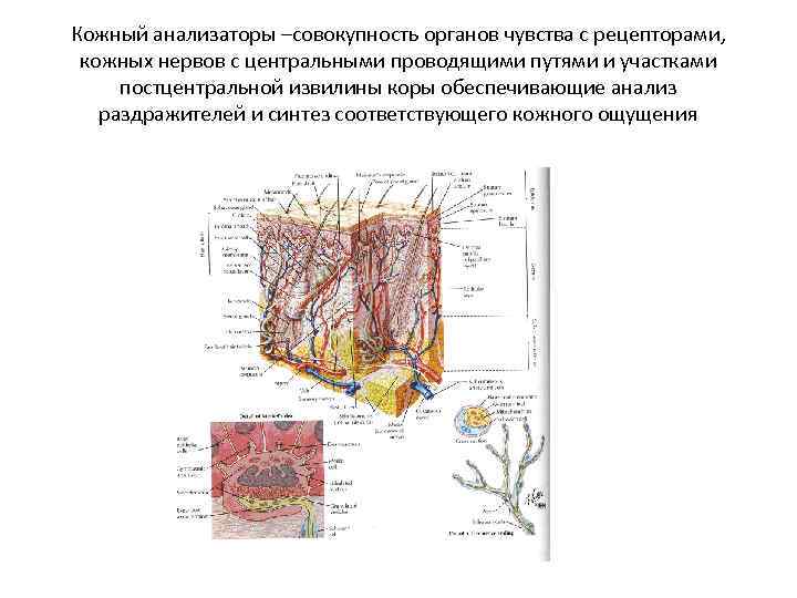 Кожный анализаторы –совокупность органов чувства с рецепторами, кожных нервов с центральными проводящими путями и