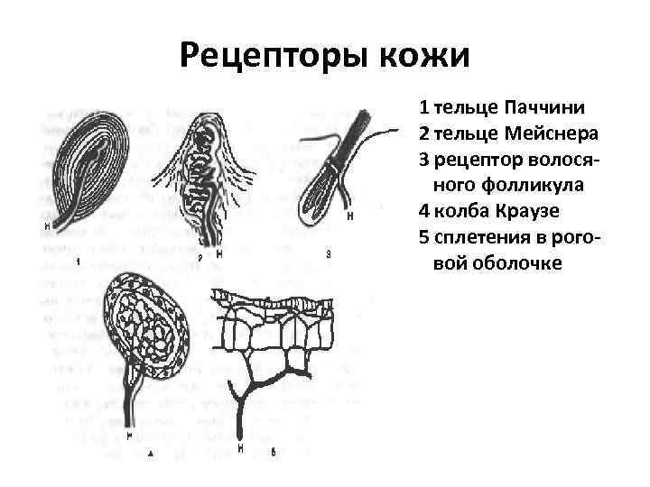 Рецепторы кожи 1 тельце Паччини 2 тельце Мейснера 3 рецептор волосяного фолликула 4 колба