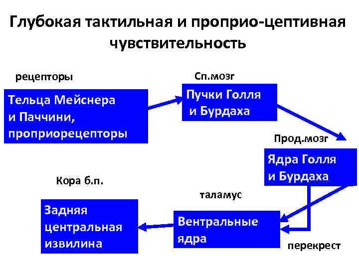 Глубокая тактильная и проприо-цептивная чувствительность рецепторы Тельца Мейснера и Паччини, проприорецепторы Кора б. п.