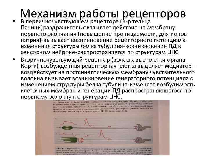  • Механизм работы рецепторов В первичночувствующем рецепторе (н-р тельца Пачини)раздражитель оказывает действие на