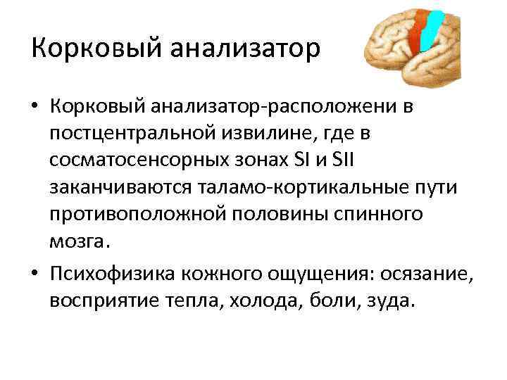 Корковый анализатор • Корковый анализатор-расположени в постцентральной извилине, где в сосматосенсорных зонах SI и