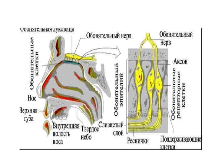 Схема обонятельная область