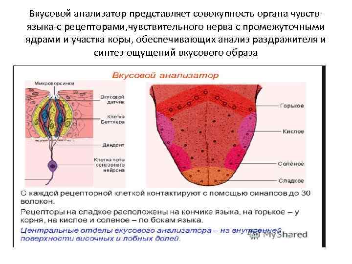 Вкусовой анализатор представляет совокупность органа чувствязыка-с рецепторами, чувствительного нерва с промежуточными ядрами и участка