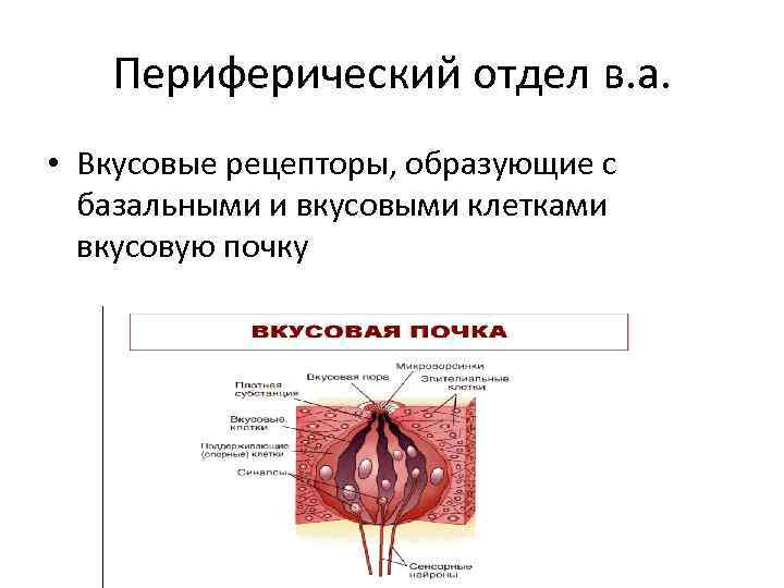 Периферический отдел в. а. • Вкусовые рецепторы, образующие с базальными и вкусовыми клетками вкусовую