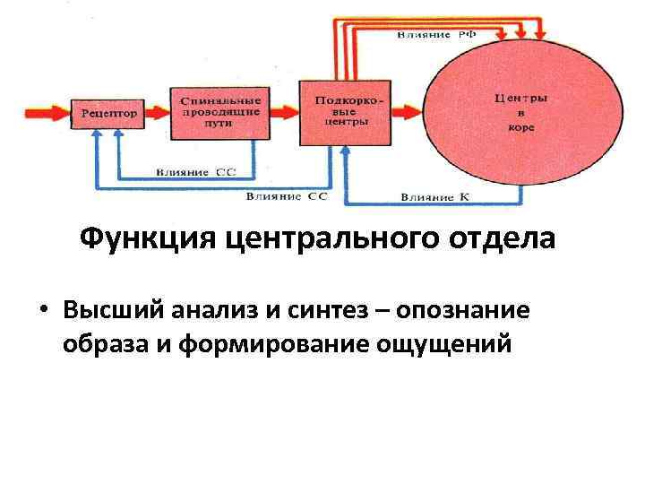 Функция центрального отдела • Высший анализ и синтез – опознание образа и формирование ощущений