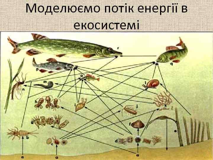 Моделюємо потік енергії в екосистемі 