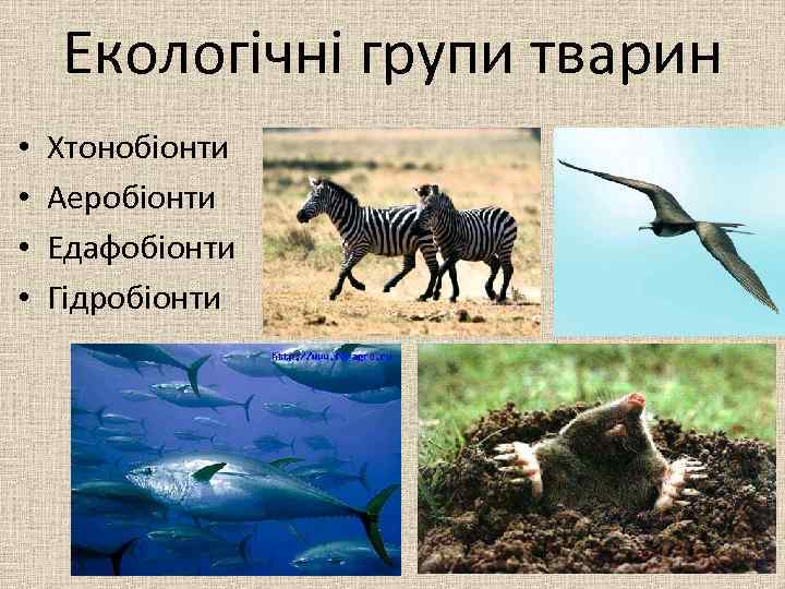 Екологічні групи тварин • • Хтонобіонти Аеробіонти Едафобіонти Гідробіонти 