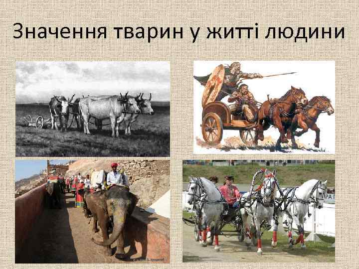 Значення тварин у житті людини 