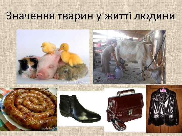 Значення тварин у житті людини 