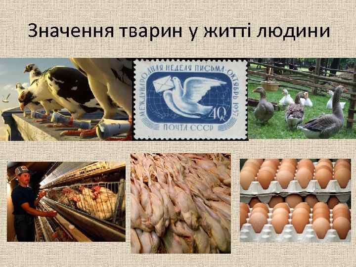 Значення тварин у житті людини 