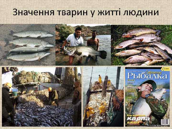 Значення тварин у житті людини 