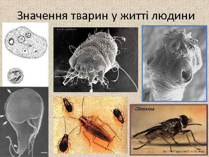 Значення тварин у житті людини 